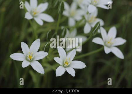 Muttermilchstern (Ornithogalum umbellatum) in Kaiserstuhl, Baden-Württemberg, Deutschland Stockfoto