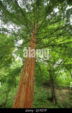 Küstenmammutbaum (Sequoia sempervirens) in Liliental, Kaiserstuhl, Baden-Württemberg, Deutschland Stockfoto