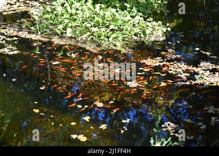 Farbenfrohe japanische Karpfenfische ( Nishikigoi ) in einem schönen Koi-Teich in einem Garten. Karpfenfischteich und Lichtbrechung von Sonnenlicht.schöne Koi Fische schwimmen ich Stockfoto