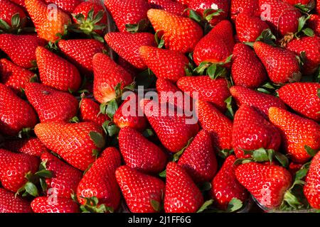 Italien, Markt, Erdbeeren Stockfoto