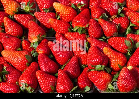 Italien, Markt, Erdbeeren Stockfoto