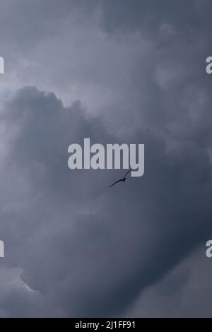 Möwe (Vogel), die in blauem und grauem stürmischen Himmel fliegt. Die Möwe fliegt und schwebt vor einem launischen, dramatischen, wolkigen Hintergrund. Stockfoto