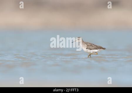 Wandern auf dem Wasser, der Waldsandpiper auf der Suche nach Nahrung im Teich (Tringa glareola) Stockfoto