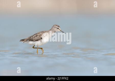 Wandern auf dem Wasser, der Waldsandpiper auf der Suche nach Nahrung im Teich (Tringa glareola) Stockfoto