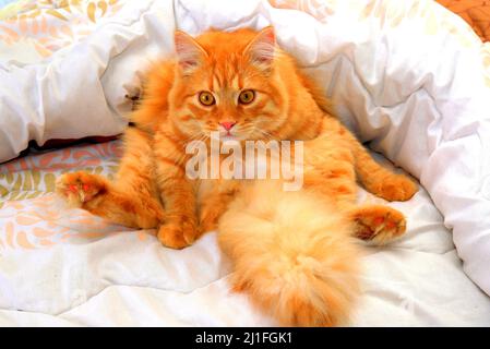 Verängstigte und überraschte rote Katze mit großem Schwanz sieht auf weißem Hintergrund mit weiten Augen aus. Hauskatze liegt auf dicker warmer Decke, Nahaufnahme. Stockfoto