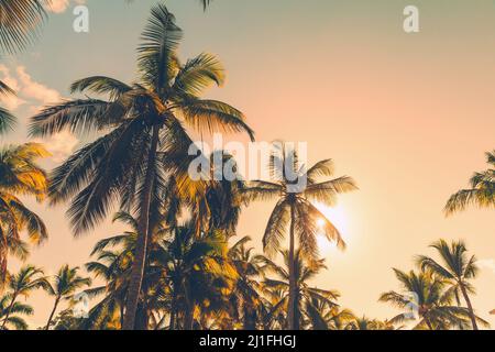 Palmen, tropischer Sonnenuntergang Hintergrund. Stilisiertes Vintage-Foto Stockfoto