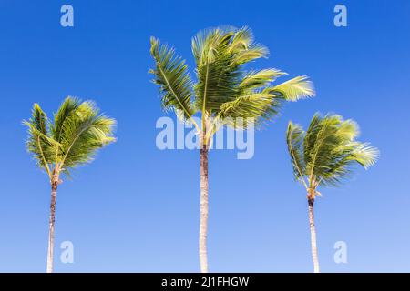 Drei Palmen sind unter blauem Himmel an einem sonnigen Tag, tropische Natur Hintergrund Foto Stockfoto