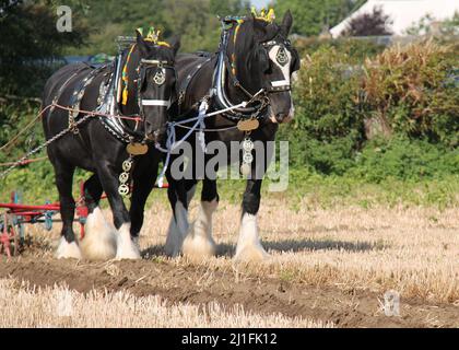 Zwei Heavy Shire-Pferde ziehen einen Vintage-Pflug. Stockfoto