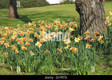 Orange Mitte Frühling Narzissen wachsen auf einem gepflegten grünen Rasen um die Basis eines alten Baumes in Sonnenlicht mit Schatten Stockfoto