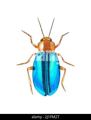 Beetle Skizze Bleistift Hand Zeichnung Vektor. Vektorgrafik Stock Vektor
