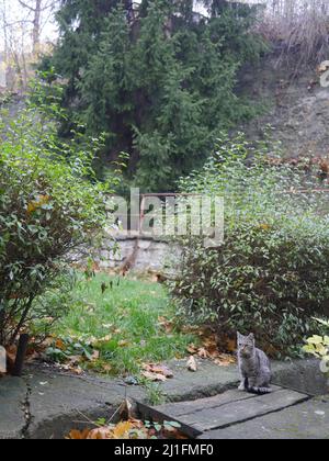 Eine Katze, die auf einer Bank neben einem Baum sitzt Stockfoto