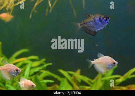 Süßwasseraquariumfisch, Gymnocorymbus ternetzi. Ternetia, weißer tetra - eine Art von Süßwasserfisch aus der Familie der Haracin, lebt in der Stockfoto