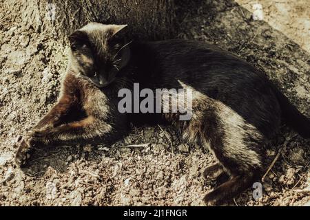 Katze schläft, auf dem Boden getarnt Stockfoto