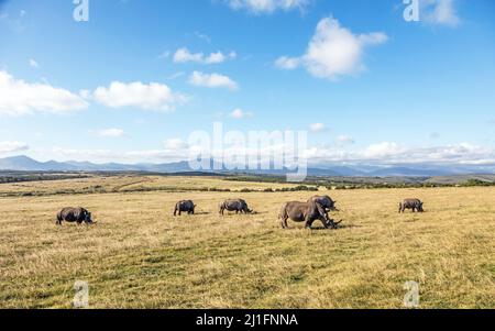 Nashorn im Gondwana Game Reserve Südafrika Stockfoto