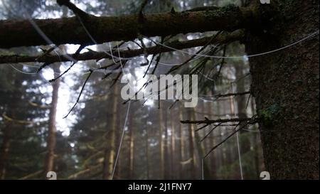 Gefrorene Spinnweben auf Bäumen im Wald Stockfoto