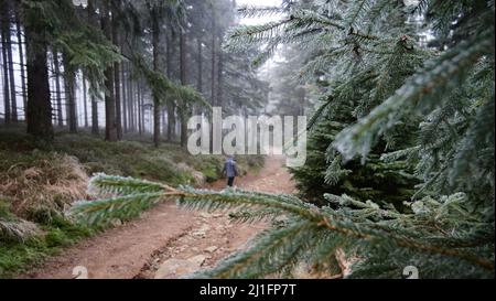 Ein Feldweg neben einem Baum in den Bergen Stockfoto