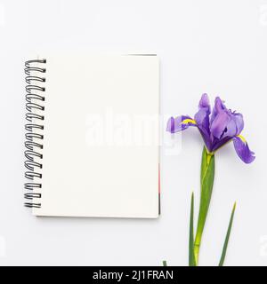 Violett Iris xiphium (bauchiger Iris pumila) auf weißem Hintergrund mit Platz für Text. Ansicht von oben, flach. Urlaub Grußkarte für Valentinstag, Stockfoto