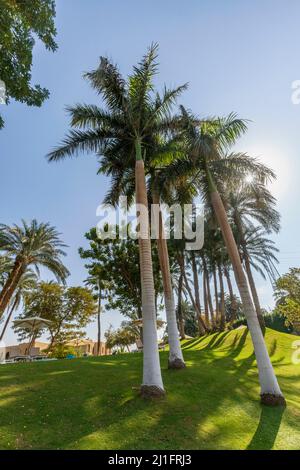 Palmen im Gartenbereich, Hotel Mercure, Luxor Stockfoto