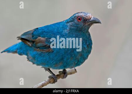 Eine asiatische Feenbluebird, Irena puella, thronte Stockfoto