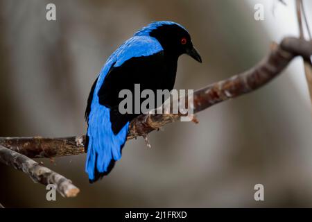 Ein männlicher asiatischer Fairy-Bluebird, Irena puella, thronte Stockfoto