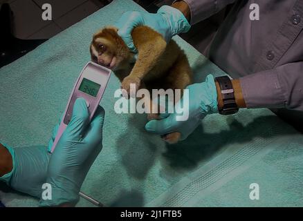 Ein medizinischer Mitarbeiter der International Animal Rescue (IAR) untersucht am 24. März 2022 die Gesundheit eines Javan Slow Loris (Nycticebus javanicus) im International Animal Rescue Rehabilitation Center in Bogor, West Java, Indonesien. Natural Resources Conservation Centre (BBKSDA) West Java und International Animal Rescue (IAR) werden 10 Javan Slow Loris in einem Naturschutzgebiet des Mount Simpang veröffentlicht. (Foto von Andi M Ridwan/INA Photo Agency/Sipa USA) Stockfoto