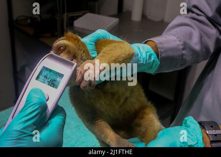 Ein medizinischer Mitarbeiter der International Animal Rescue (IAR) untersucht am 24. März 2022 die Gesundheit eines Javan Slow Loris (Nycticebus javanicus) im International Animal Rescue Rehabilitation Center in Bogor, West Java, Indonesien. Natural Resources Conservation Centre (BBKSDA) West Java und International Animal Rescue (IAR) werden 10 Javan Slow Loris in einem Naturschutzgebiet des Mount Simpang veröffentlicht. (Foto von Andi M Ridwan/INA Photo Agency/Sipa USA) Stockfoto