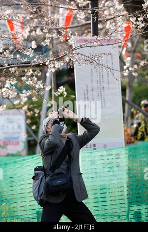 Tokio, Japan. 25. März 2022. Ein Mann fotografiert die im Ueno Park abgespannten Kirschblüten. Die Tokioter Metropolregierung kündigte Einschränkungen für Menschen an, die während der Kirschblütensaison in einigen Stadtparks Picknickmatten unter Sakura-Bäumen ausrollen, um die Ausbreitung neuer Coronavirus-Fälle in der Hauptstadt zu verhindern. Kredit: ZUMA Press, Inc./Alamy Live Nachrichten Stockfoto