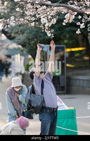 Tokio, Japan. 25. März 2022. Ein Mann fotografiert die im Ueno Park abgespannten Kirschblüten. Die Tokioter Metropolregierung kündigte Einschränkungen für Menschen an, die während der Kirschblütensaison in einigen Stadtparks Picknickmatten unter Sakura-Bäumen ausrollen, um die Ausbreitung neuer Coronavirus-Fälle in der Hauptstadt zu verhindern. Kredit: ZUMA Press, Inc./Alamy Live Nachrichten Stockfoto