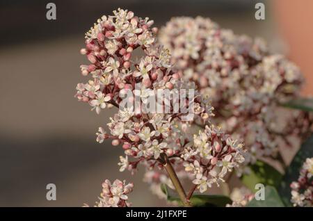 Die japanische blühende Skimmia 'Rubella' ist ein dicht wachsender und immergrüner Zierstrauch. Der schöne Strauch stammt ursprünglich aus dem kühleren reg Stockfoto