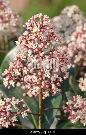 Die japanische blühende Skimmia 'Rubella' ist ein dicht wachsender und immergrüner Zierstrauch. Der schöne Strauch stammt ursprünglich aus dem kühleren reg Stockfoto