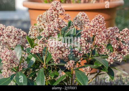 Die japanische blühende Skimmia 'Rubella' ist ein dicht wachsender und immergrüner Zierstrauch. Der schöne Strauch stammt ursprünglich aus dem kühleren reg Stockfoto