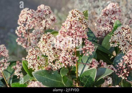 Die japanische blühende Skimmia 'Rubella' ist ein dicht wachsender und immergrüner Zierstrauch. Der schöne Strauch stammt ursprünglich aus dem kühleren reg Stockfoto