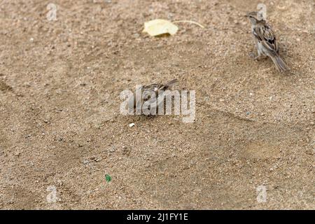 Spatzen tummeln sich im Sommer im Sand Stockfoto