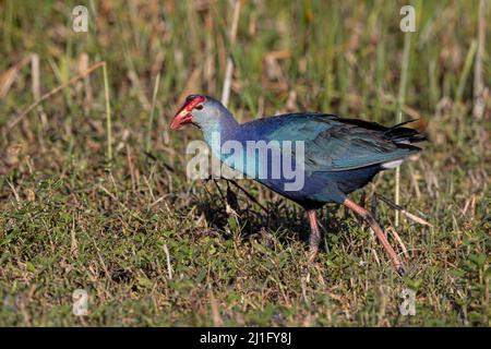 Grauer Swamphen Stockfoto