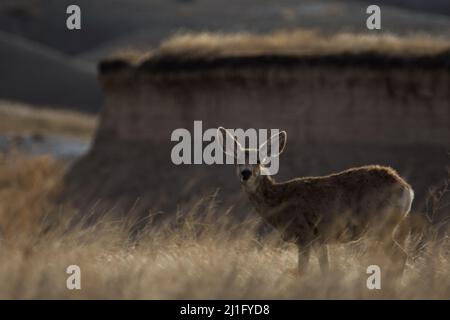 Ein Maultier Hirsch tut in der Prärie von South Dakota. Stockfoto