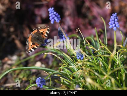 25., März 2022. Glasgow, Schottland, Großbritannien. Warmes Frühlingswetter. Ein kleiner Schildpatt-Schmetterling bringt eine zusätzliche Farbe in die frühlingsblühenden Muscari-Blüten im warmen Glasgow-Sonnenschein. Stockfoto