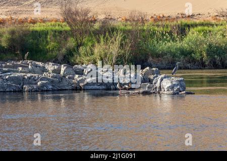 Reiher und ägyptische Gänse, Kitchener's Island, Assuan Stockfoto