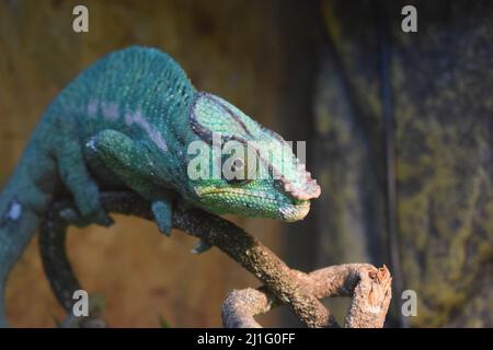 Das Pantherchamäleon (Furcifer pardalis) ist eine Chamäleonart, die im östlichen und nördlichen Teil Madagaskars in einem tropischen Waldbiom gefunden wird. Stockfoto