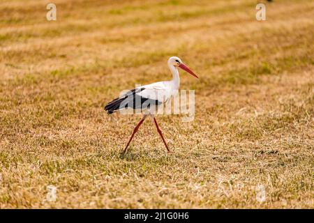 Ein großer Weißstorch auf einem Stoppelfeld in Deutschland Stockfoto