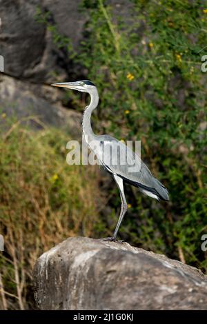 Graureiher, Kitchener's Island, Assuan Stockfoto