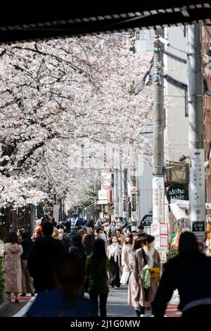 Tokio, Japan. 25. März 2022. Menschen mit Gesichtsmasken laufen entlang der Kirschblütenbäume, die abgespannten sind, um Partys am Meguro River in Nakameguro zu unterlassen. Die Tokioter Metropolregierung kündigte Einschränkungen für Menschen an, die während der Kirschblütensaison in einigen Stadtparks Picknickmatten unter Sakura-Bäumen ausrollen, um die Ausbreitung neuer Coronavirus-Fälle in der Hauptstadt zu verhindern. Kredit: ZUMA Press, Inc./Alamy Live Nachrichten Stockfoto