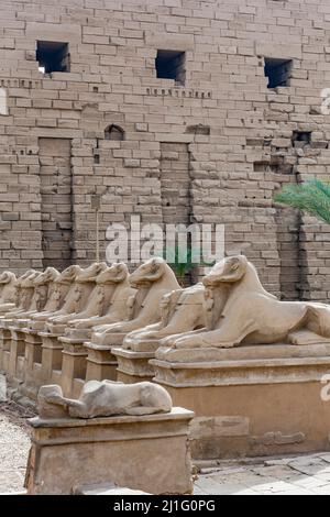 Statuen von Widdersphinxes entlang der King's Fevities Road in Karnak, Luxor Stockfoto
