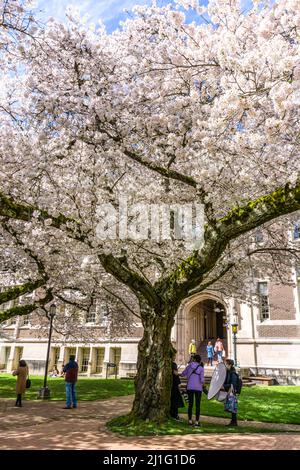 Seattle WA., USA - MÄRZ 24 2022: Die Universtiy of Washington Quad wird rechtzeitig zur Kirschblüte wieder eröffnet. Stockfoto