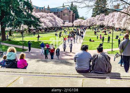 Seattle WA., USA - MÄRZ 24 2022: Die Universtiy of Washington Quad wird rechtzeitig zur Kirschblüte wieder eröffnet. Stockfoto