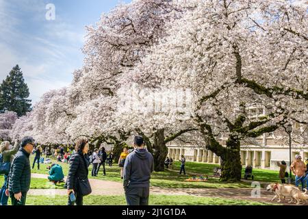 Seattle WA., USA - MÄRZ 24 2022: Die Universtiy of Washington Quad wird rechtzeitig zur Kirschblüte wieder eröffnet. Stockfoto