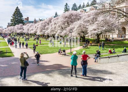 Seattle WA., USA - MÄRZ 24 2022: Die Universtiy of Washington Quad wird rechtzeitig zur Kirschblüte wieder eröffnet. Stockfoto