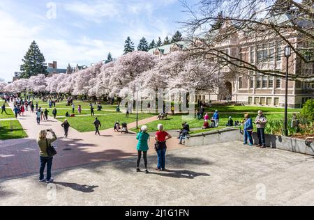 Seattle WA., USA - MÄRZ 24 2022: Die Universtiy of Washington Quad wird rechtzeitig zur Kirschblüte wieder eröffnet. Stockfoto