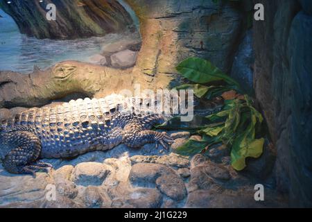 Spectacled Caiman - Caiman Krokodil liegt am Flussufer. Großes Reptil im Sumpf, Nahaufnahme Krokodilportrait, gefährlicher Jäger, der mit dem Kopf darüber ruht Stockfoto