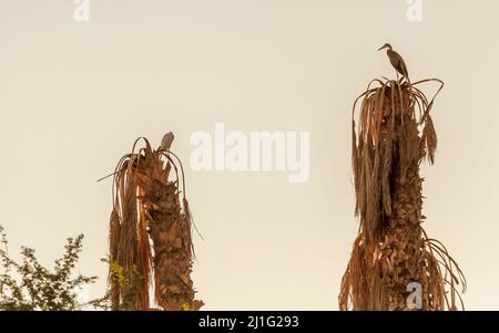 Kleiner Reiher und Silberreiher, Kitchener's Island, Assuan Stockfoto