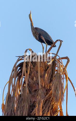 Graureiher, Kitchener's Island, Assuan Stockfoto